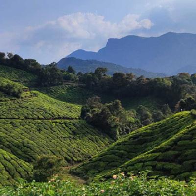 Tea Estates